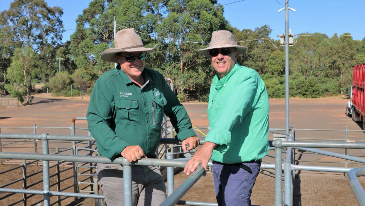 Nutrien Livestock, Bridgetown agent Ben Cooper (left), caught up with Nutrien Livestock South West manager Mark McKay on the rail before the sale.