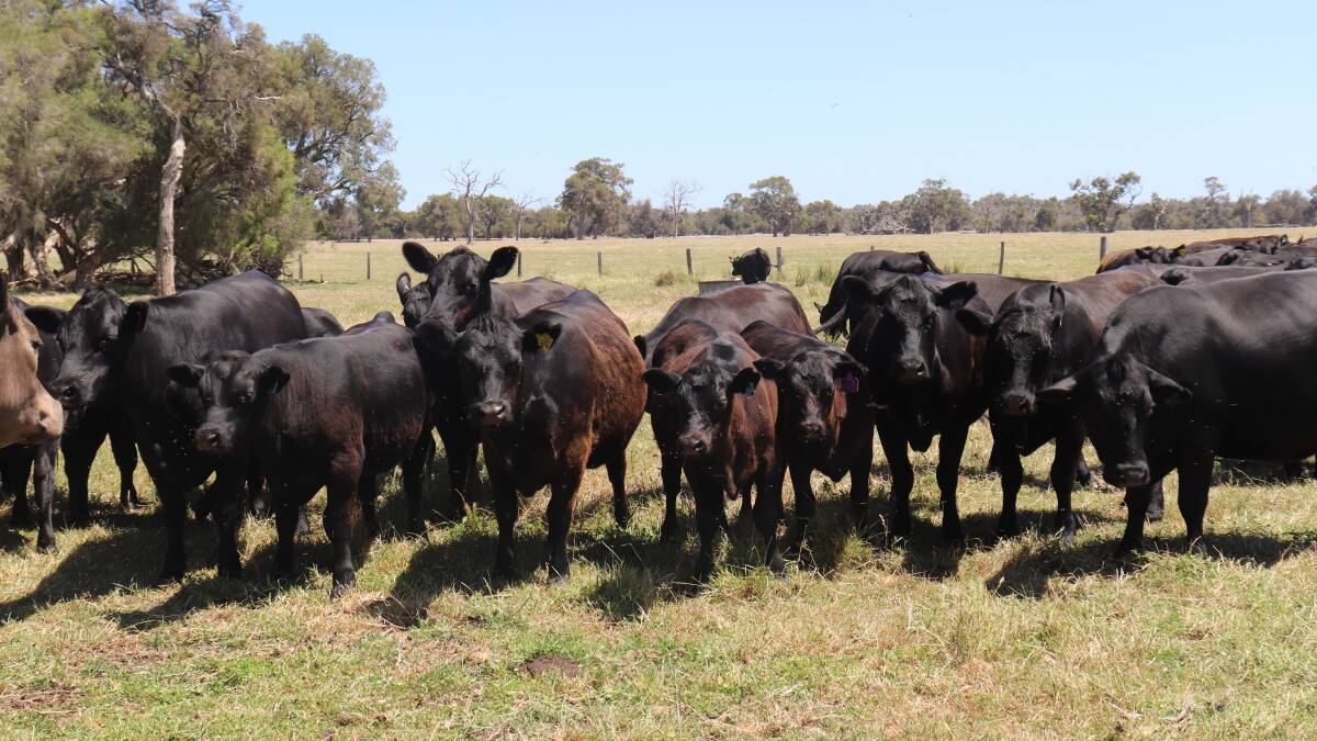 Cattle farmers span five generations