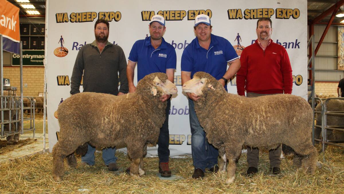 The Warralea stud, Gairdner, sold these two March shorn Poll Merino rams by Willandra 447 as a pair for $20,000 to the Saunders family, Narrogin. With the two rams were buyer Murray Saunders (left), Warralea's Chris Wall, Warralea stud principal Jarrod King and Elders stud stock representative Nathan King.