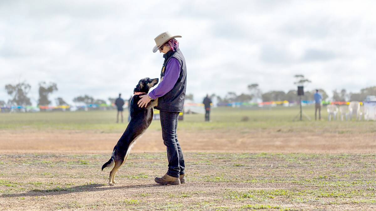 Nan Lloyd competes in about 10 sheepdog trial competitions with her Kelpies in WA each year. Picture Caroline Telfer.