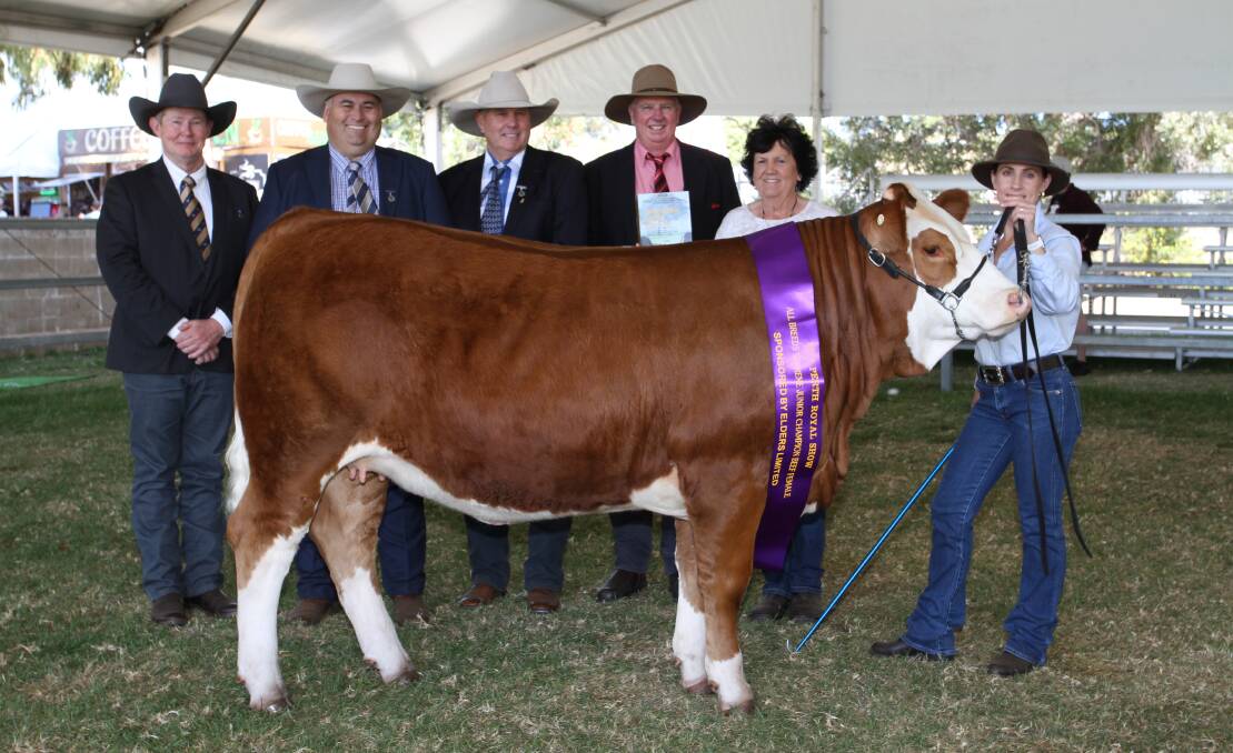 Judges Glenn Trout (left), Moorunga Angus, Mornington Peninsula, Victoria, Brendan Scheiwe, Brendale Charolais and Toblo Droughtmaster studs, Tallagalla, Queensland and Rhett Mobbs, Gowrie Simmentals, Bell, Queensland, Elders WA commercial cattle manager Michael Longford representing award sponsor, Bandeeka Simmental stud co-principal Loreen Kitchen, Elgin and handler Trinity Edwards, Dardanup, with the interbreed junior champion female Bandeeka Saskia S1 (by KBV Penfold) exhibited by the Bandeeka stud.
