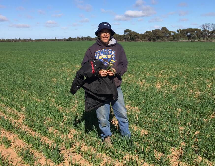 Beacon grower Chris Kirby pictured inspecting the local community crop.