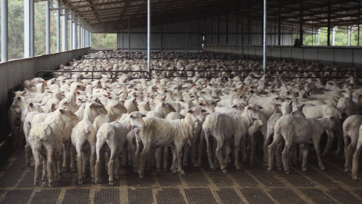 Sheep prepared for loading at the Peel feedlot.