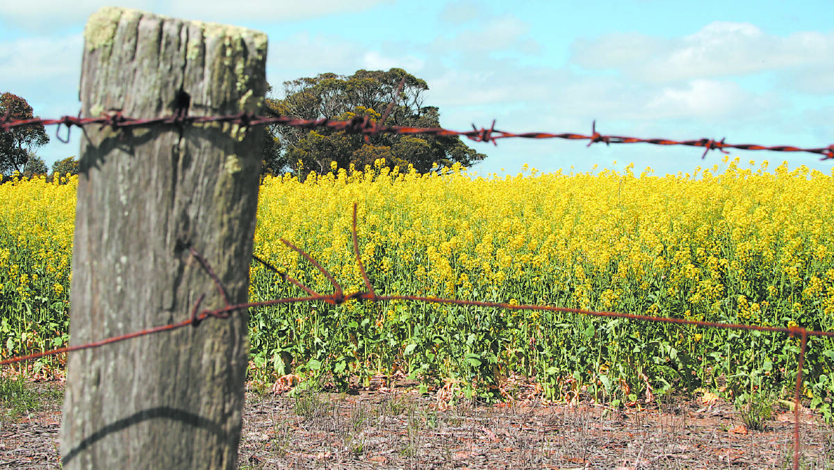 The WA canola market is attracting increased attention from both domestic and international consumers as the 2019 harvest draws closer, according to grain marketer ADM.