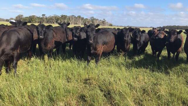 Long-time vendors RJ & JD Reid, King River, will be among the bigger vendors in the sale with a draft of 22 Angus heifers, which are PTIC to a Lawsons Angus bull.