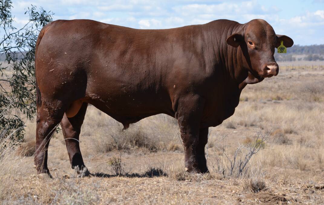 Rosevale Ontario P604 (PP) was purchased by the Hasleby family's Biara Santa Gertrudis stud, Northampton, for $26,000 at the annual Rosevale Santa Gertrudis on-property bull sale at Jandowae, Queensland, recently.