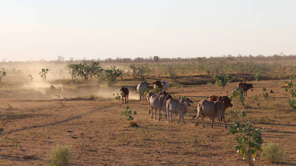 Grants assist pastoralists cull camels