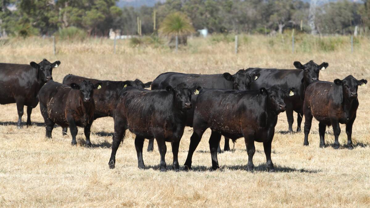 A large draft of 70 mixed sex Angus calves will be offered by JH & JM Bates & Son, Serpentine.