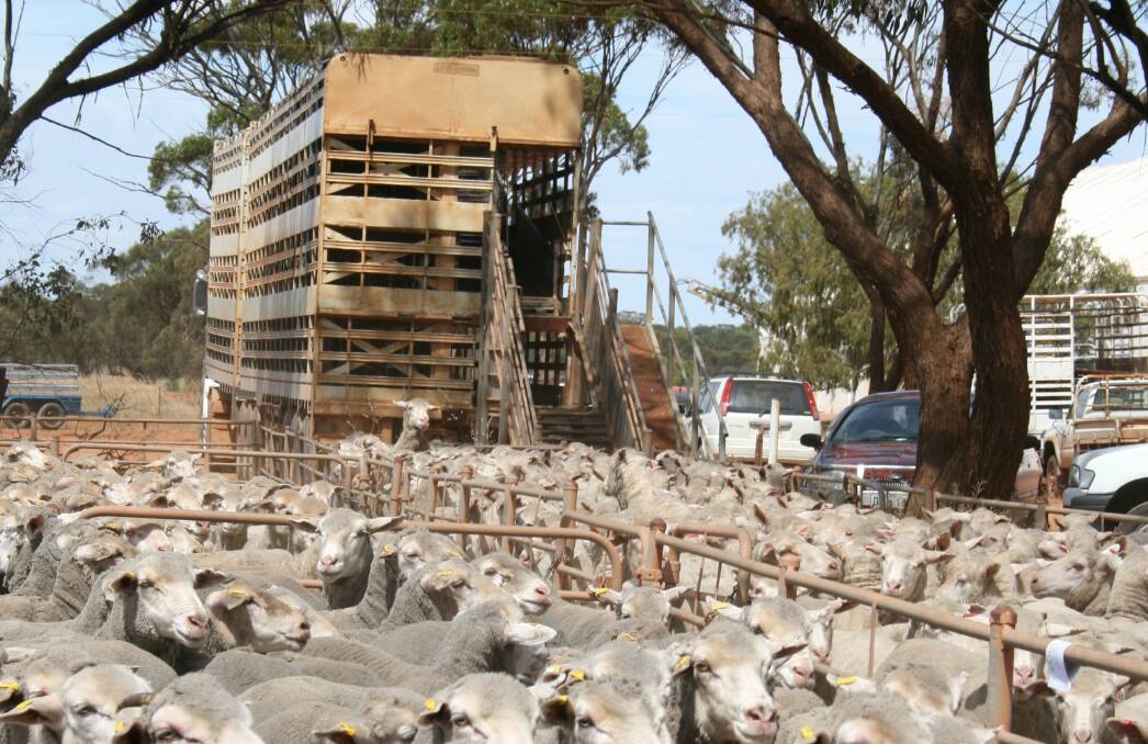 Record 1.1 million sheep trucked east