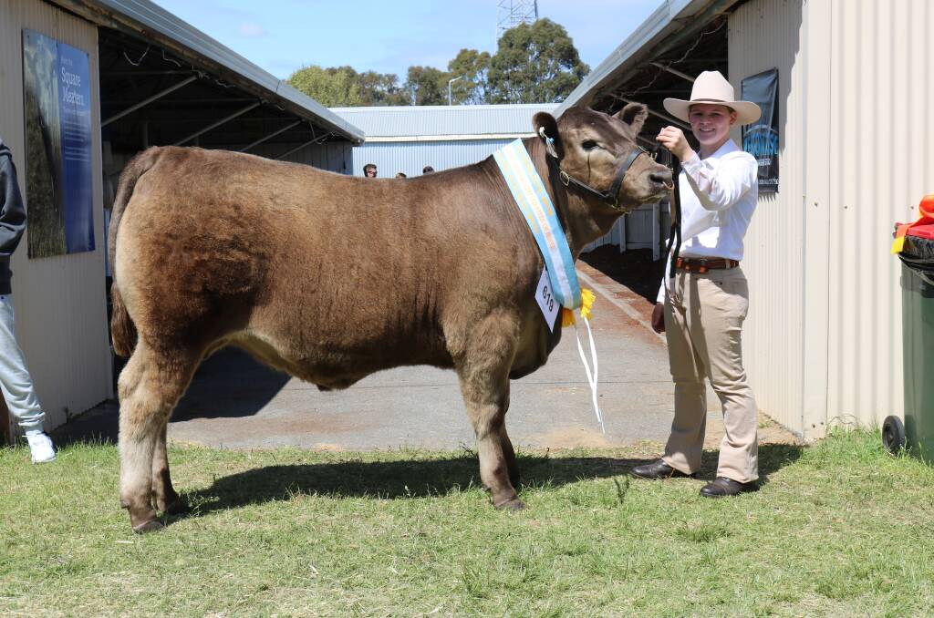 This 510kg Murdoch University Limousin-Murray Grey cross steer led by Grace Henderson, was awarded reserve champion heavyweight steer or heifer.