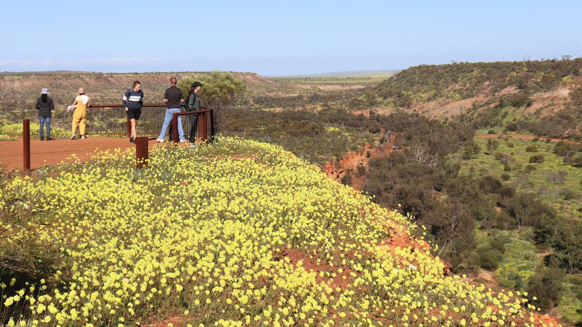 Coalseam Conservation Park lookout is surrounded by yellow Pompom Heads.