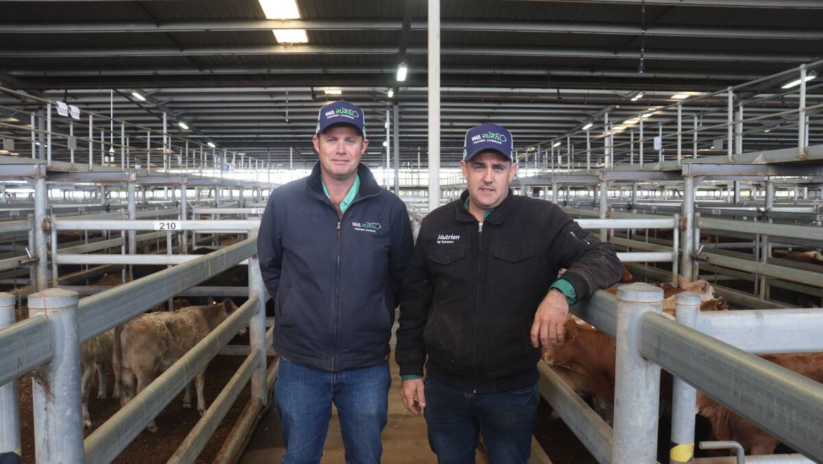 Shane Flemming (left), Nutrien Livestock, Pilbara/Gascoyne, looking over cattle with Leno Vigolo, Nutrien Livestock, Central Midlands/Wheatbelt, who turned out to be a dominant buyer for several client orders.