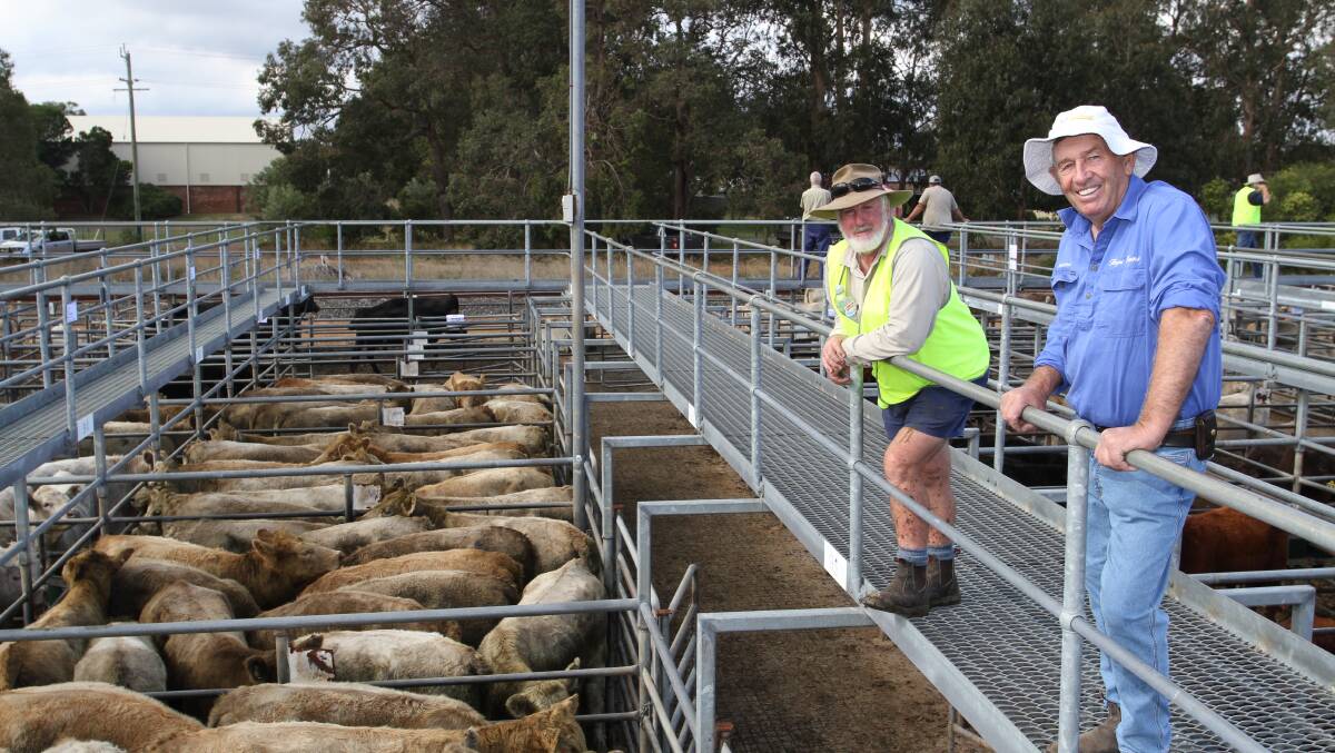 Rob Gibbings (left), Elders Capel and vendor Malcolm Hayes, S & JM Hayes & Son, Cookernup, look over the Hayes family's quality run of 124 Charolais heifers which sold to 366c/kg and $1482 to top the beef heifer market at the Elders store cattle sale at Boyanup last Friday.