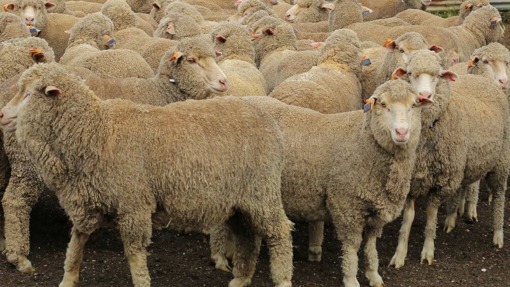 Smart tag technology and researchers are taking sheep farming forward into the augmented era.
