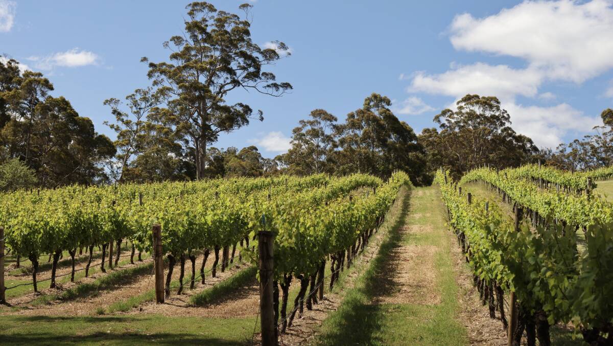 The soil profile in the Denmark region comprises gravels or karri loam soils which can be up to one metre thick, overlying up to 15m of clay derived from the underlying weathered granite.
