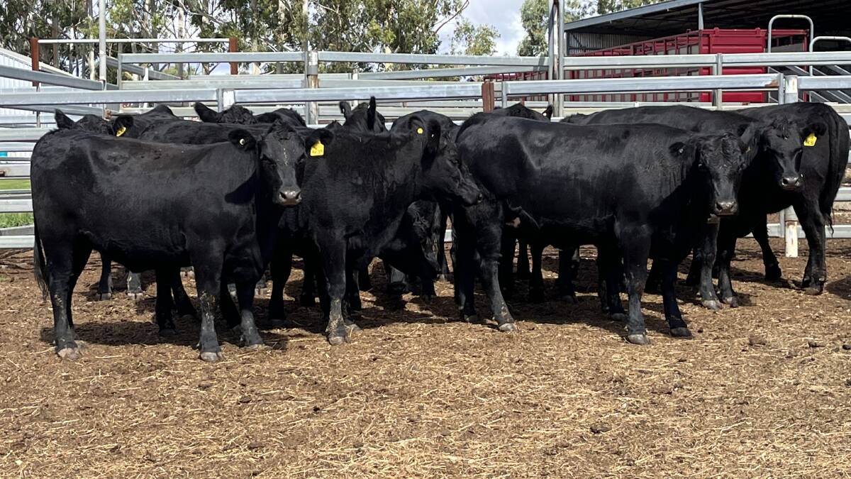 AK Jeffery will offer 15 Angus heifers aged 18-20 months that could be suitable as future breeders.