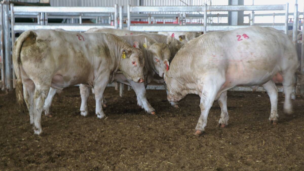 Some of the quality bulls displayed at the Bardoo bull sale.