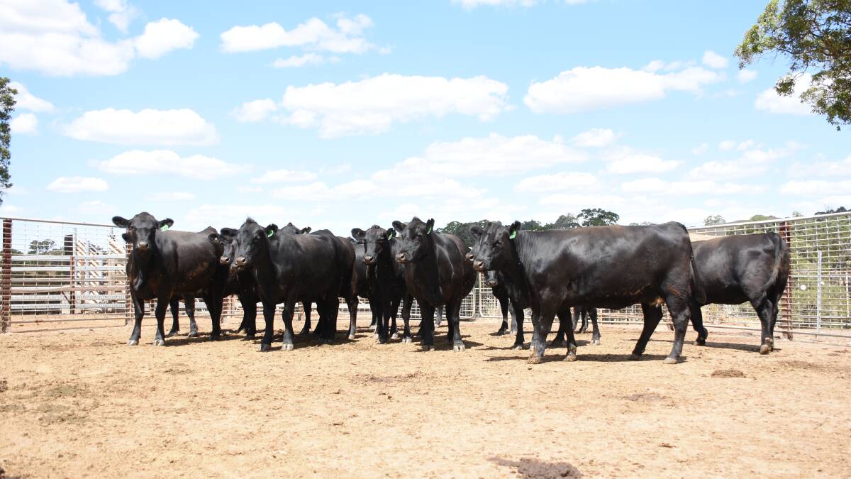 The sale will round out with a run of breeders and the WA College of Agriculture, Harvey, will have the largest numbers in this section. Its offering will consist of 10 Angus first calvers and 14 Angus second to fifth calvers.