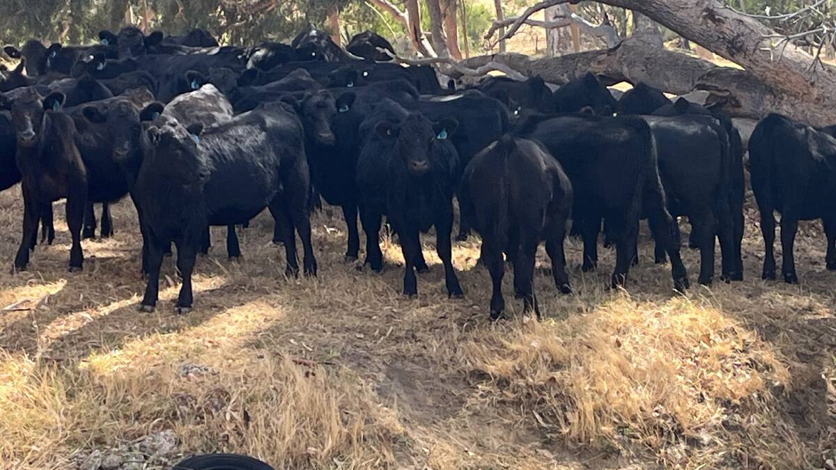 Gibbs Creek, will offer 49 Angus calves (19 steers and 30 heifers) aged 10-12 months based on Gandy Angus bloodlines in the beef sale on Wednesday, April 24.