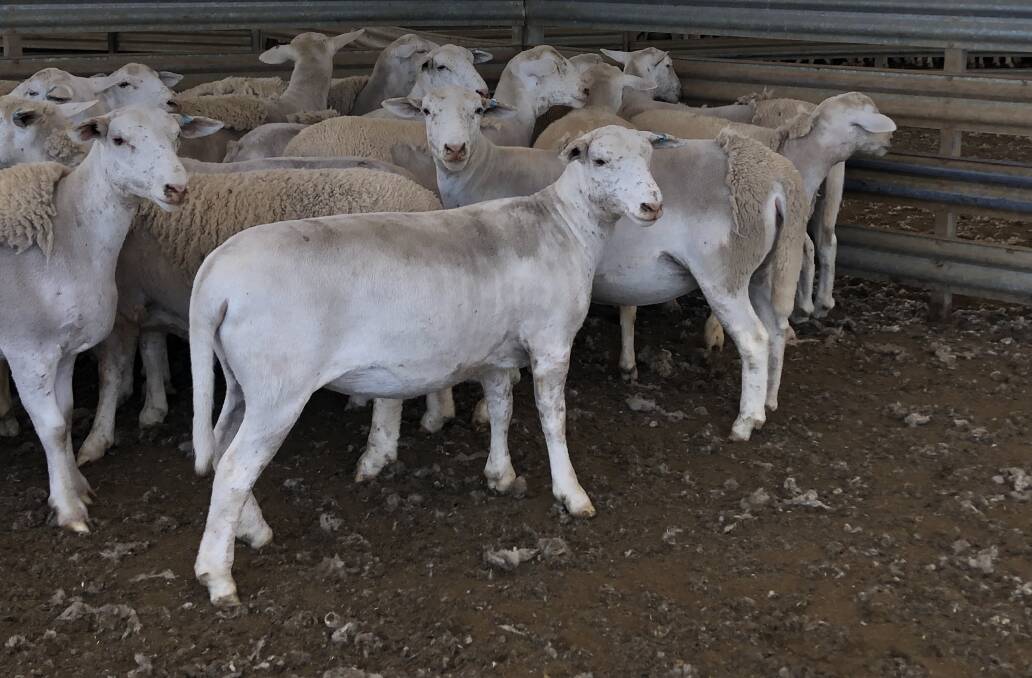 The $170 top price in the ewe lamb offering was also achieved twice, for two pens of UltraWhite ewe lambs from Hillcroft Farms UltraWhite stud that were bought by Nutrien Livestock Breeding representative Roy Addis. The first line to achieve the $170 high was 142, mid-March to mid-April ewe lambs averaging 60.5kg, followed by another 142-head line that also dropped in mid-March to mid-April and averaged 59.5kg.