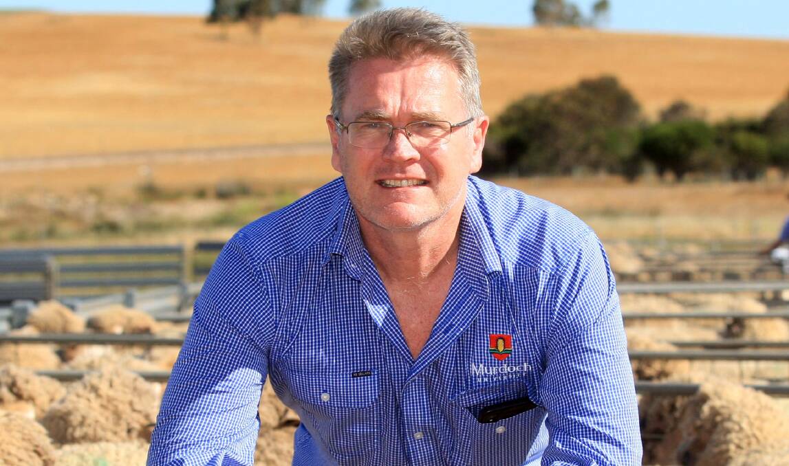 Murdoch University professor Andrew Thompson has been awarded the 2020 Scientist/Researcher Award at last month's South Australian Livestock Research Council awards for his work in improving sheep health and farm profitability during his 30 years as a scientist.