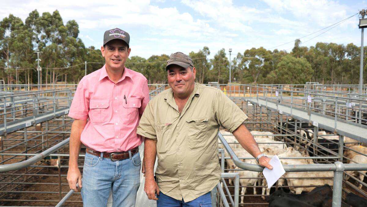 Elders South West livestock manager Michael Carroll (left), was on the rail with Mark Pelle, Busselton, who was looking for replacement cattle.