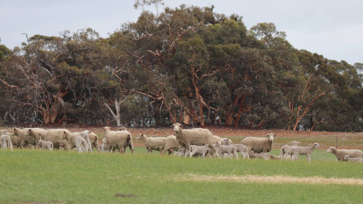  The Sims are running a flock of 1200 Dohne ewes being mated to Dohne and Poll Dorset rams on 1300 hectares.
