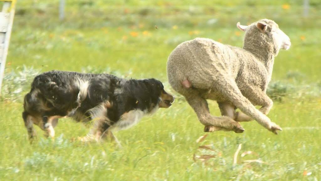 There were 179 entries competing in the Pingelly Sheep Dog Trials this year, which was hosted by the Esperance and Districts Working Sheep Dog Club. Photo by Nan Lloyd.
