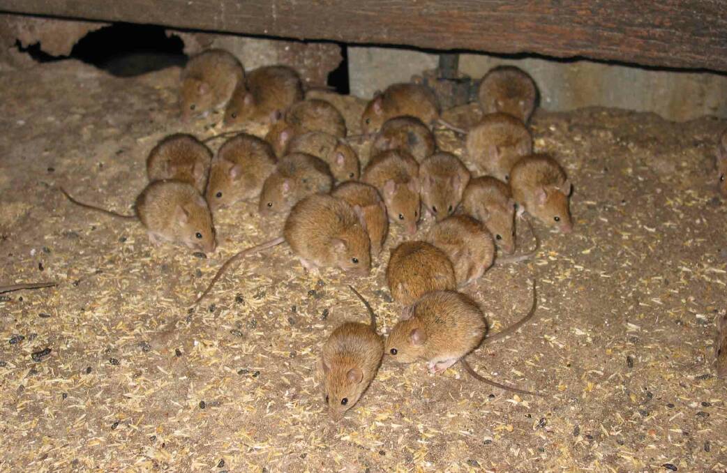 Farmers have been encouraged to get on top of mice numbers before seeding gets underway.