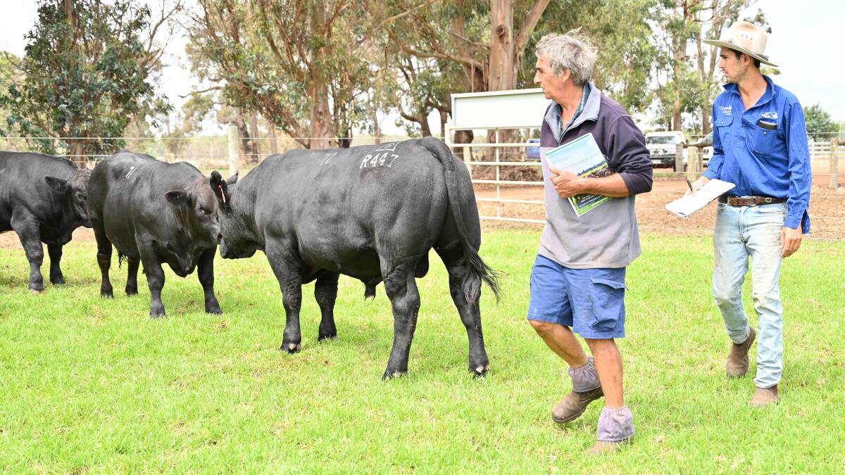 Robert (left) and Brendon Guidici, KM & BJ Guidici, Donnybrook, inspected the offering of outstanding bulls prior to the sale. During the sale they bought a pair of Black Simmental sires, paying $12,500 and $9000.