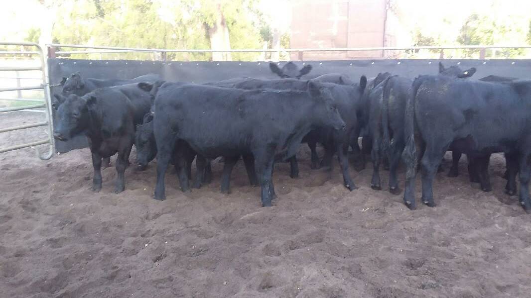 Gelorup producers P & F Giadresco will have a line-up of 60 Angus weaner steers in the sale which are based mainly on Monterey Angus bloodlines.