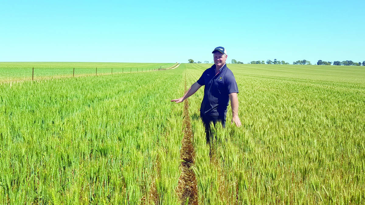 Wongan Hills farm manager Brad West stands in a wheat crop, showing (on the left of the photo) a Terraland-ripped strip compared to a non-ripped crop. The rip was done in 2019, making it the second crop since the rip. Mr West conservatively estimates this year's yield to be between 500 and 700 kilograms better.