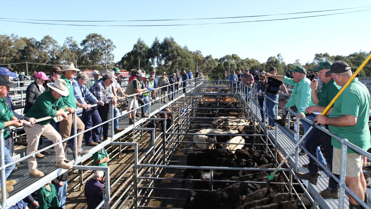 The 472 cents a kilogram top-priced pen of Angus steers offered by AR & GR Fawcett, Boddington, being sold by auctioneer Chris Waddingham and the Nutrien Livestock selling team at the company's red hot monthly store cattle sale at Boyanup.
