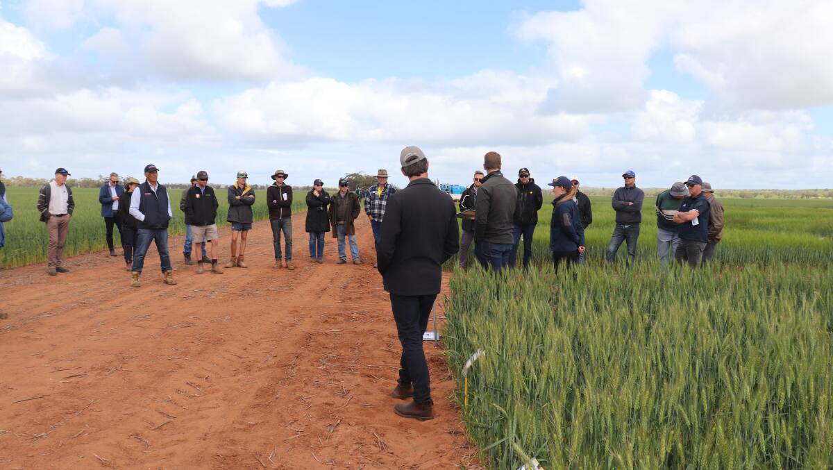 Richard Devlin from Live Farm and Dan Mullan from InterGrain talking to growers about wheat trials being conducted at Yandanooka, during Mingenew-Irwin Group's Spring Field Day last week.