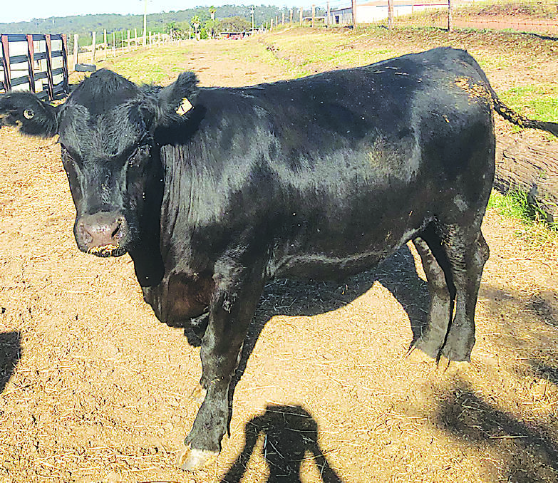 Angus steer Winston 12, sold for $3000 at this month's Manjimup Cherry Festival. The proceeds of its sale were donated to Headspace, Bunbury. The steer was donated by the Bendotti family and sold under the Black Dog Ride banner.