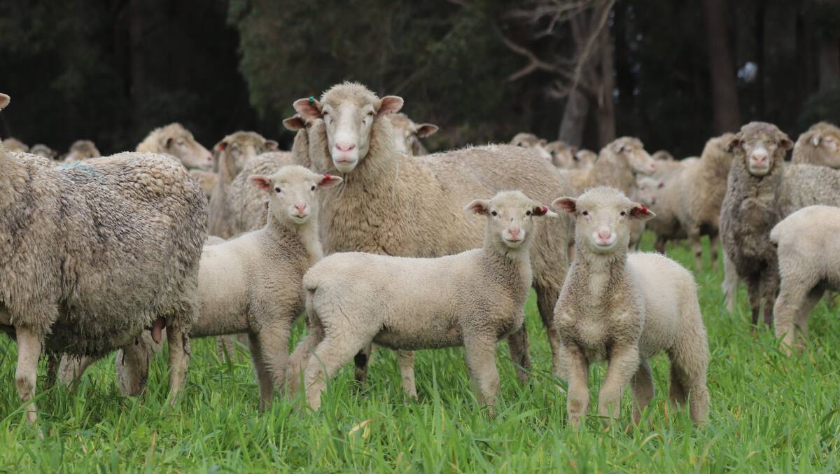 The sheep aspect of the property consists of 1000 breeding ewes and their lambs.