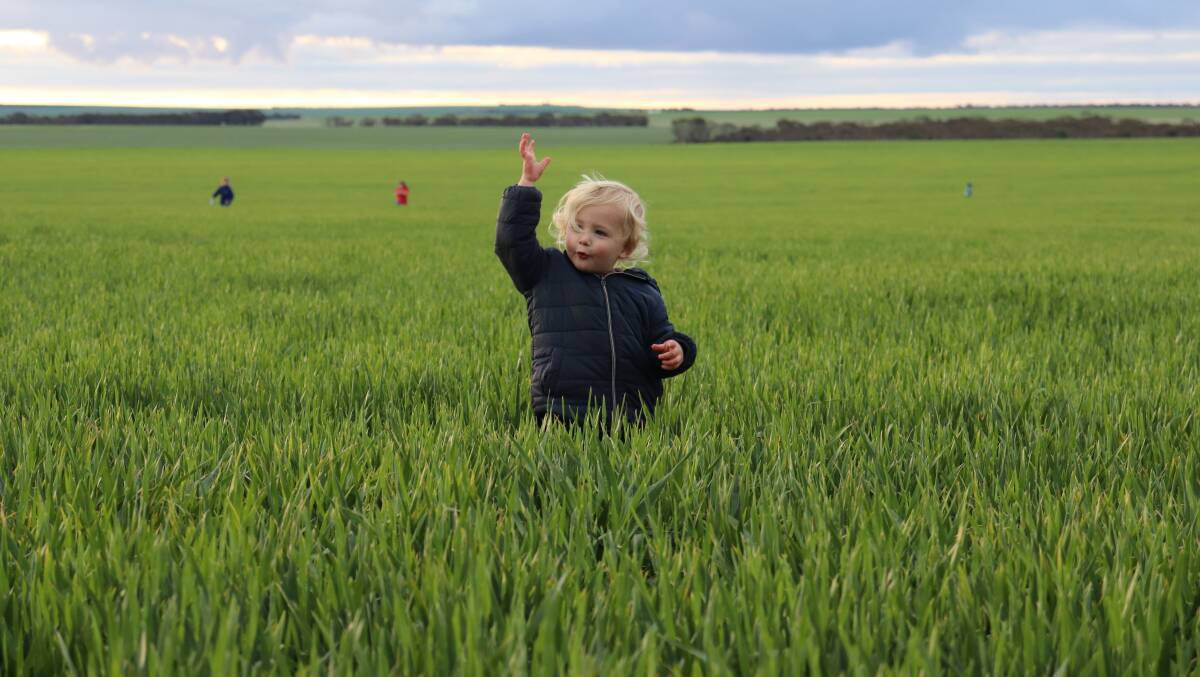 Jude Chambers, 2, from north Ravensthorpe enjoyed playing in the barley crop at Lake King during the Madden Rural and Westcoast Wool & Livestock clearing sale on Collin Penny's property recently.