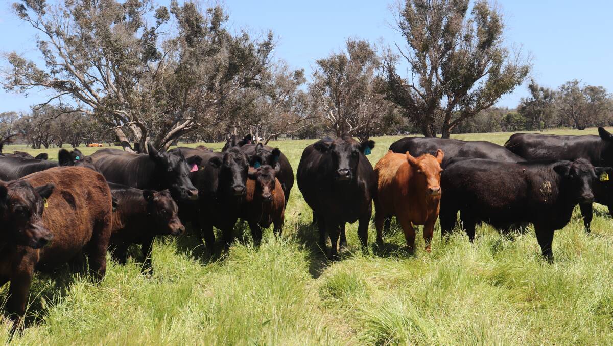 The farm is 809 hectares and runs 400 Angus breeders crossed with SimAngus and Black Simmentals.