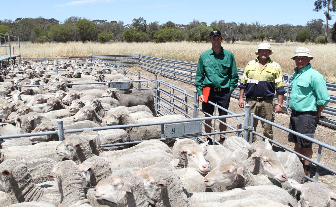 Buyer Ty Miller (left), Nutrien Livestock, Wickepin and Kulin, vendor Simon Kain, SP & PA Kain, Narrogin and sale co-ordinator Ashley Lock, Nutrien Livestock, Narrogin, with the Kain family's genuine line of 205 October shorn Nepowie blood 3.5yo ewes that were purchased by Mr Miller on behalf of a Kulin client for the sale's $229 second top price.