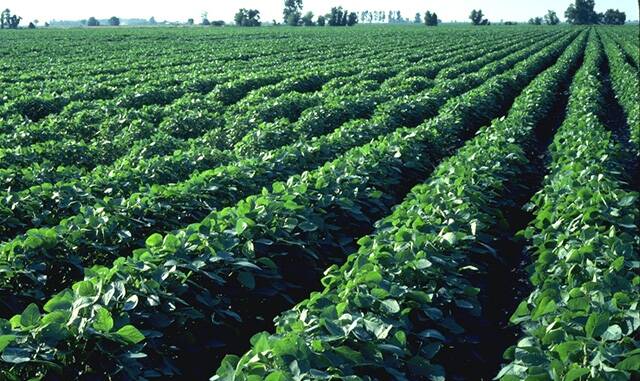 There has been considerable controversy about Bayer's dicamba-based XtendiMax herbicide causing damage via spray drift to non genetically modified soybeans in the US.