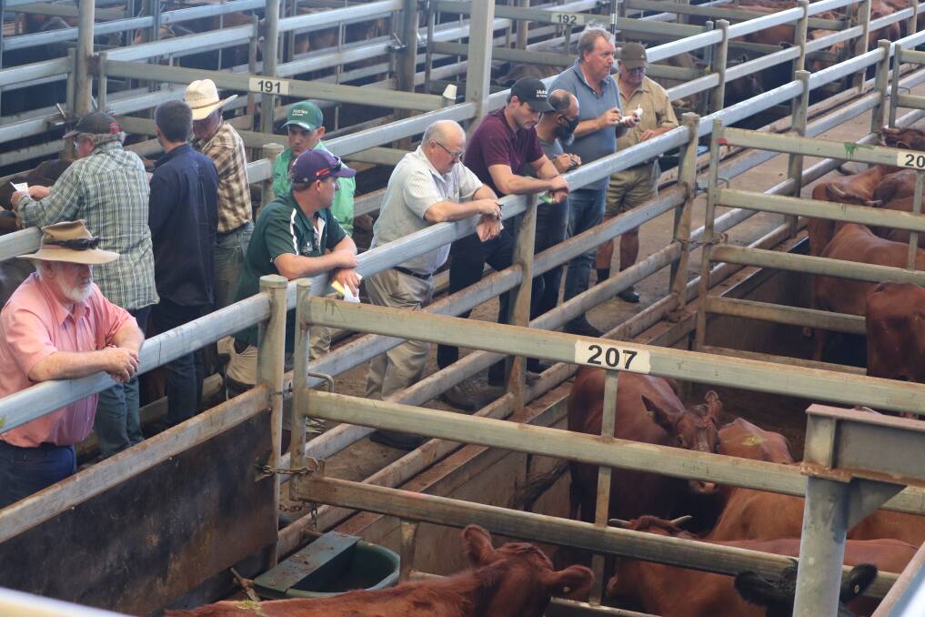 Buyers at the Muchea Livestock Centre on Monday were trying to adhere to new measures put in place to mitigate the risk of spreading the coronavirus by keeping their social distance. It was a bit tough as laneways limited viewing of the pens that were being auctioned.