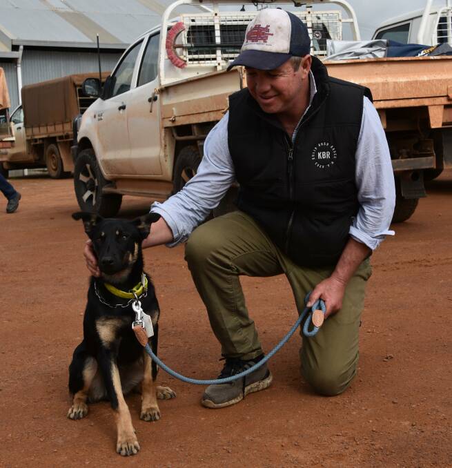 Six-month-old black and tan Kelpie, Shimmy Downs Chester, was passed in at auction but Dudinin farmer Grantly Mullan purchased it privately after the sale for $5000.