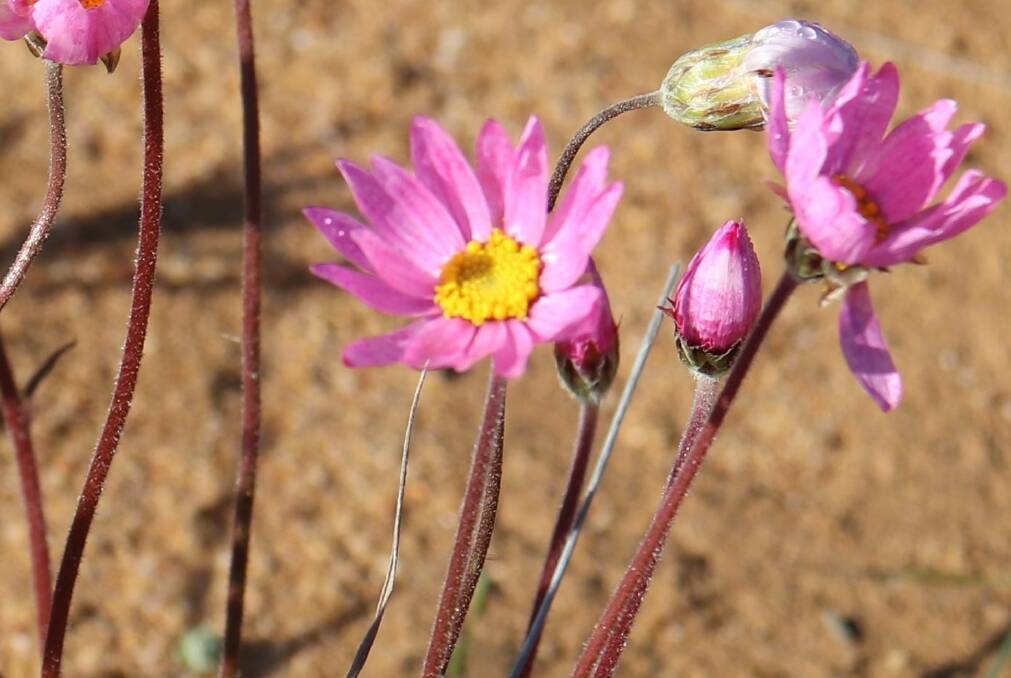 Individual flowers on individual stems with some still closed in the early morning.