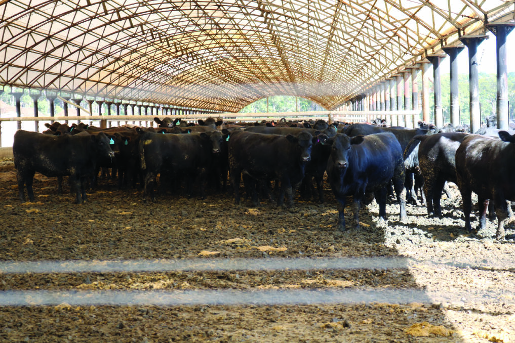 The Western Australian Lot Feeders Association has ramped up a conversation about the need for a national shade for feedlot cattle initiative, aiming to see shelter in all feedlots by 2026.