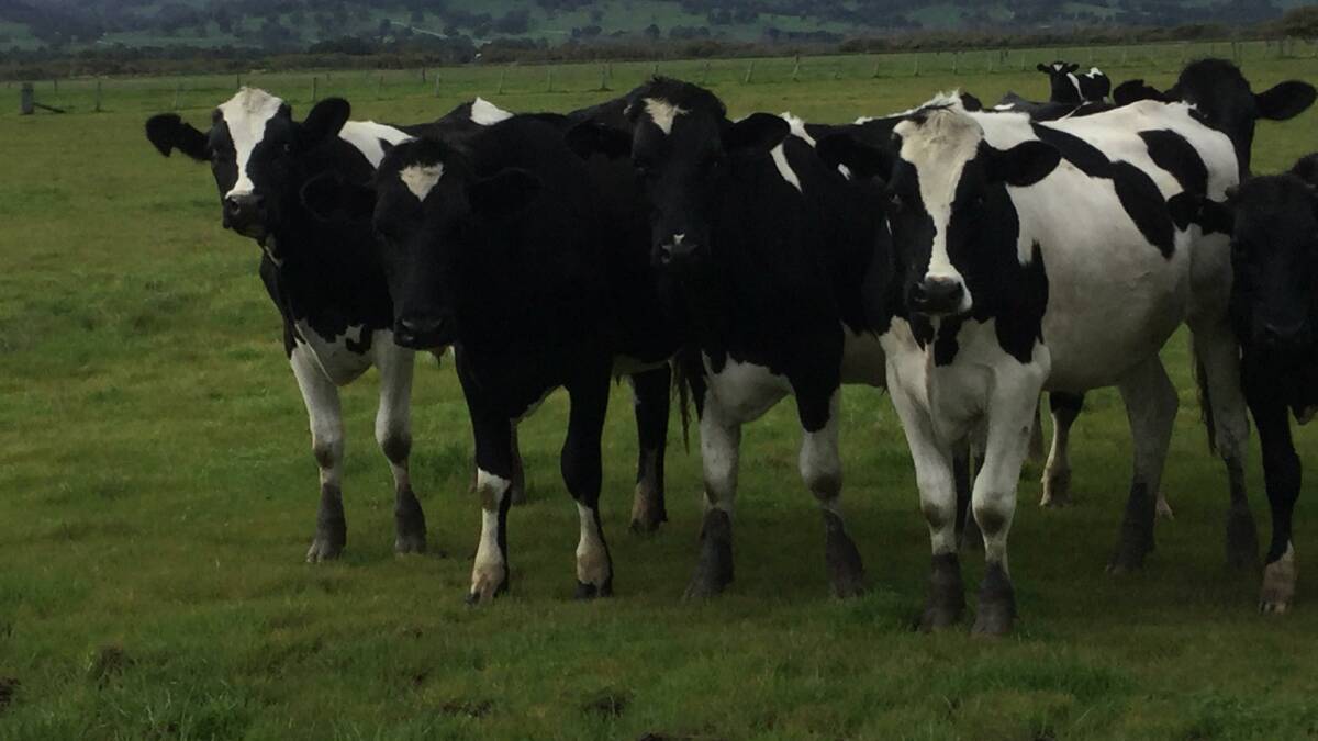 Taylynn Farms, Harvey, will offer 16 Friesian steers and 15 Angus-Friesian steers in the sale.