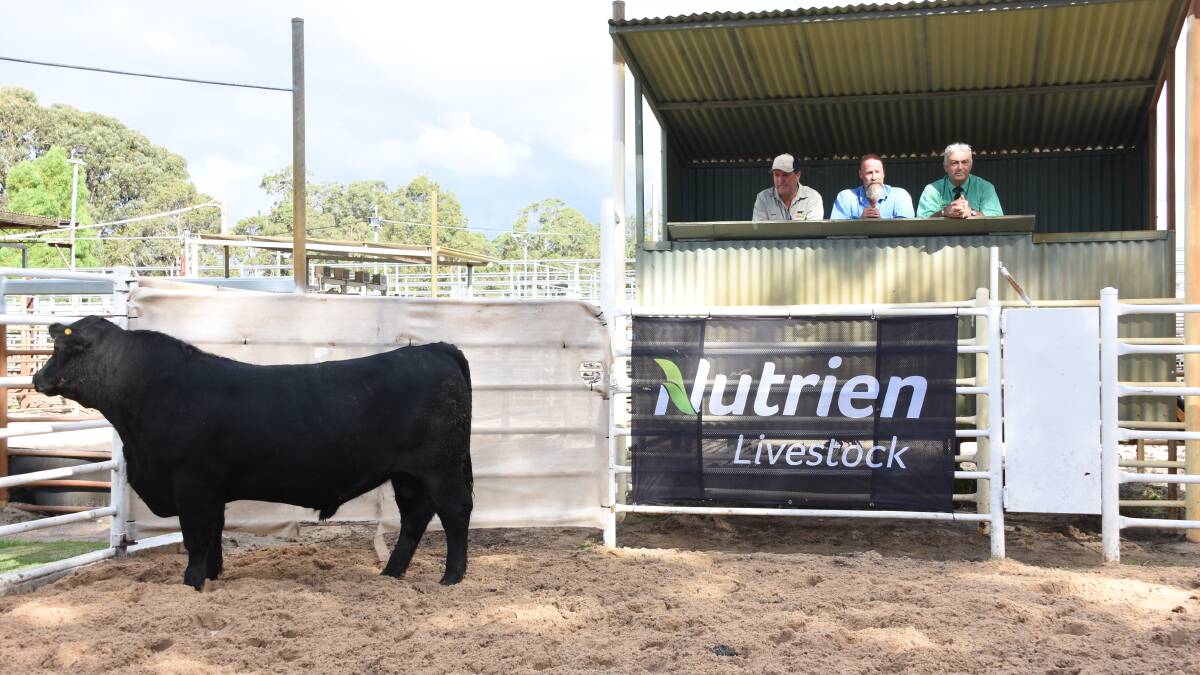 Prices hit a high of $18,000 for this bull at the Mordallup Angus yearling bull sale at Boyanup when it sold to Tomasi Grazing, Karridale. Looking over the bull were Mordallup stud co-principal Mark Muir (left), Tomasi Grazing manager Kevin Owen and Nutrien Livestock State manager Leon Giglia.