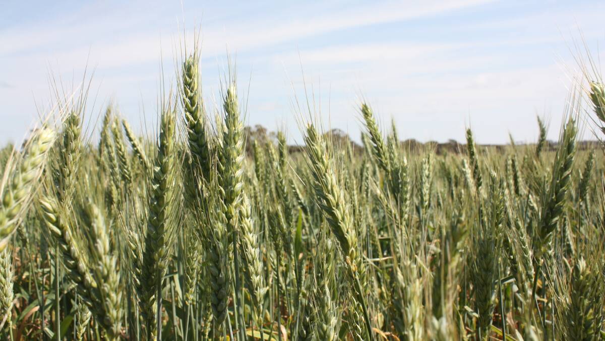 New varieties for wheat master list