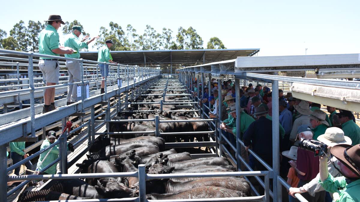 Prices have hit record levels at weaner sales this season. At the recent Nutrien Livestock Mt Barker Angus weaner sale the yarding of 1696 weaners sold for an average of $1514 and to a top of $1925 for steers.