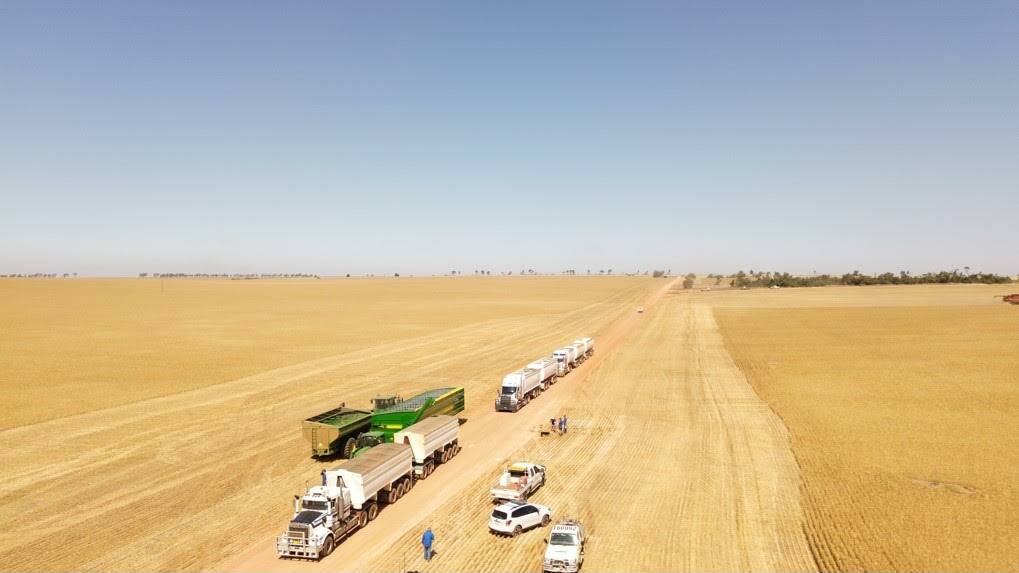 The road trains kept lining up to cart the grain to Geraldton. Photo by Shaun Robinson.