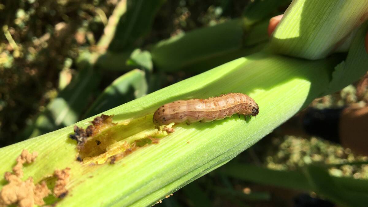 Grain and horticulture growers are urged to monitor crops for fall armyworm caterpillars or moths and signs of crop damage and report it to DPIRD to aid management and surveillance.